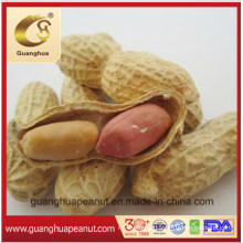 Roasted Peanut in Shell Good Quality for Sale